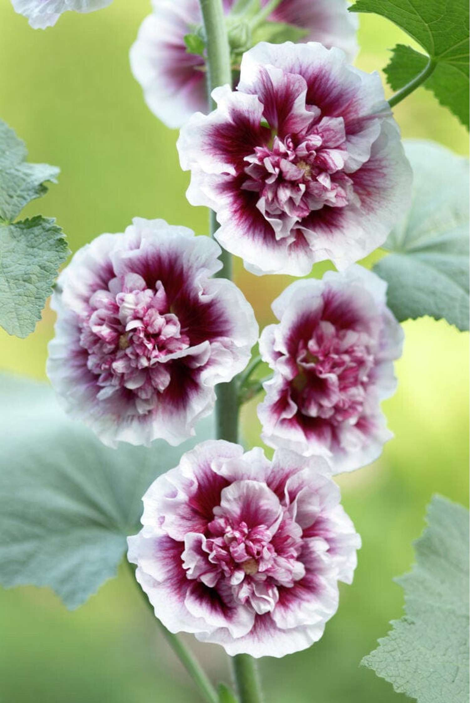 Stokrose 'Creme de Cassis'
